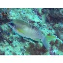 Scolopsis margaritifera (Cuvier, 1830)