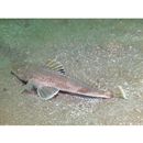 Suggrundus meerdervoortii (Bleeker, 1860)