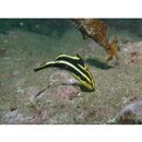 Diagramma pictum (Thunberg, 1792)