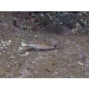 Parupeneus indicus (Shaw, 1803)