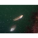 Plagiotremus rhinorhijnchos (Bleeker, 1852)