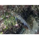 Eviota abax (Jordan et Snyder, 1901)