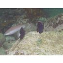 Acanthurus mata (Cuvier, 1829)