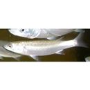 Chelon lauvergnii (Eydoux et Souleyet, 1850)