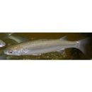 Chelon lauvergnii (Eydoux et Souleyet, 1850)