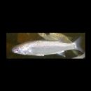 Chelon lauvergnii (Eydoux et Souleyet, 1850)