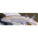 Chelon lauvergnii (Eydoux et Souleyet, 1850)