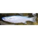 Oedalechilus labiosus (Valenciennes, 1836)