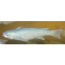 Oedalechilus labiosus (Valenciennes, 1836)