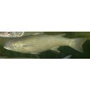 Oedalechilus labiosus (Valenciennes, 1836)