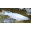 Oedalechilus labiosus (Valenciennes, 1836)