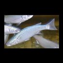 Oedalechilus labiosus (Valenciennes, 1836)