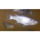 Oedalechilus labiosus (Valenciennes, 1836)