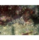 Furcina osimae Jordan et Starks, 1904