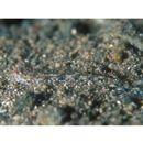 Favonigobius gymnauchen (Bleeker, 1860)