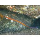 Maroubra yasudai Dawson, 1983