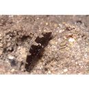 Cryptocentrus maudae Fowler, 1937