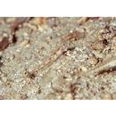 Grallenia arenicola Shibukawa et Iwata, 2007