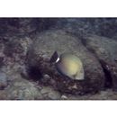 Acanthurus maculiceps (Ahl, 1923)