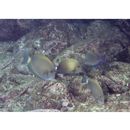 Acanthurus maculiceps (Ahl, 1923)