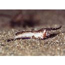 Dactylopus dactylopus (Valenciennes, 1837)