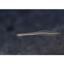 Gunnellichthys viridescens Dawson, 1968