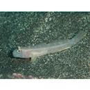 Istigobius hoshinonis (Tanaka, 1917)