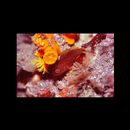 Epinephelus akaara (Temminck et Schlegel, 1842)