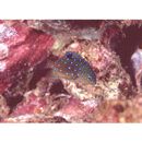 Plectroglyphidodon lacrymatus (Quoy et Gaimard, 1825)