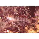 Mimoblennius atrocinctus (Regan, 1908)