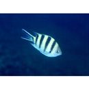 Abudefduf sexfasciatus (Lacepede, 1801)