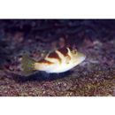 Canthigaster axiologa Whitley, 1931