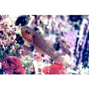 Trimma agrena Winterbottom et Chen, 2004