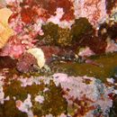 Enophrys diceraus (Pallas, 1783)