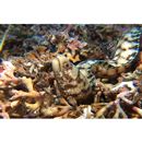 Gymnothorax chilospilus Bleeker, 1865