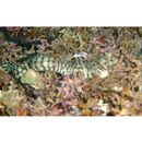 Gymnothorax chilospilus Bleeker, 1865