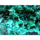 Kyonemichthys rumengani Gomon, 2007