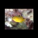 Stegastes obreptus (Whitley, 1948)