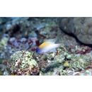 Chrysiptera rex (Snyder, 1909)