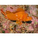 Rhinopias argoliba Eschmeyer, Hirosaki et Abe, 1973