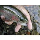 Oncorhynchus mykiss (Walbaum, 1792)