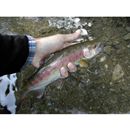 Oncorhynchus mykiss (Walbaum, 1792)