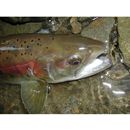 Oncorhynchus mykiss (Walbaum, 1792)