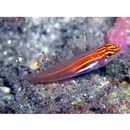 Eviota atriventris Greenfield et Suzuki, 2012