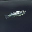 Oedalechilus labiosus (Valenciennes, 1836)