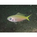 Paracaesio xanthura (Bleeker, 1869)