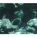 Chaetodon meyeri Bloch et Schneider, 1801