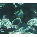 Chaetodon reticulatus Cuvier, 1831