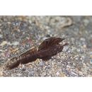 Flabelligobius sp. 3