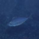 Naso minor Smith, 1966